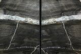 Tall, Petrified Wood Bookends - Montana #74016-1
